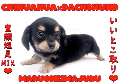 【 MIX犬 】チワワとダックスの最強MIX！初心者必見の温厚なチワックス登場！