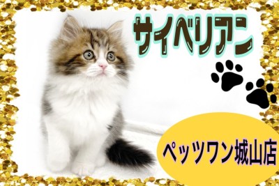 【 サイベリアン】お手入れだって優秀!甘えん坊キャット