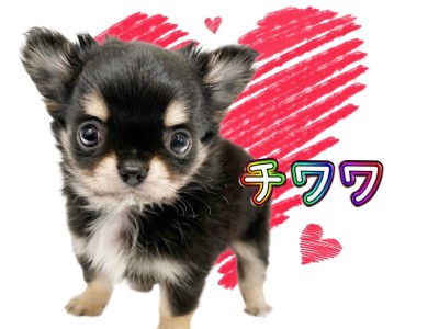 【 チワワ 】パーフェクトなルックスと愛くるしさを持ち合わせた激かわちーたん