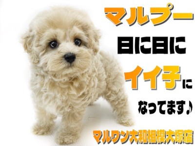 【 MIX 】ぬいぐるみの様なマルプー！お利口さんに過ごす毎日を届ける2nd記事