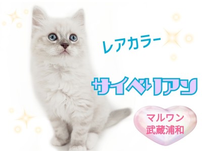 【 サイベリアン 】レアカラー！クールな外見に甘えん坊なギャップ萌えにゃんこ
