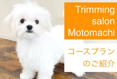 【 元町トリミング 】トリミングコースのご紹介！愛犬サッパリさせます！