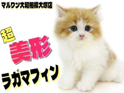 【 ラガマフィン 】超美形！丸くて大きな瞳とぬいぐるみの様なルックスに釘付け！
