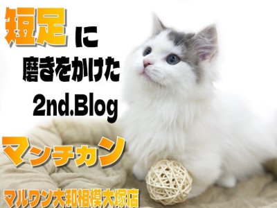 【 マンチカン 】生後4ヶ月目で更に磨きをかけた超短足！甘えん坊な性格も可愛い！