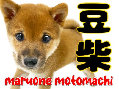 【 豆柴 】鮮やか赤に素朴な瞳！小さい日本犬の可愛さ爆発！！