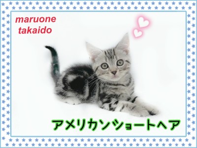 【 アメリカンショートヘア 】思わず抱きしめたくなる可愛らしい男の子！