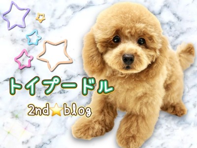 【 トイプードル 】様々なトレーニングを熟す生後半年のタイニープードルちゃん