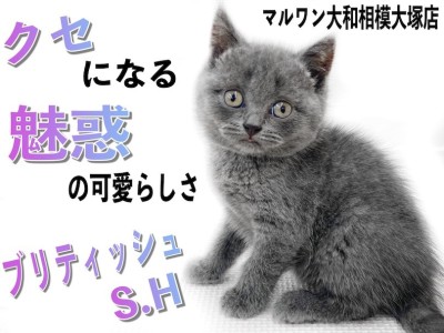 【 ブリティッシュ 】クセになる可愛らしさ！丸い輪郭と名高いカラーリングの持ち主