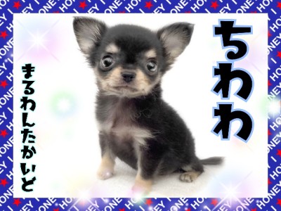 【 チワワ 】顔良し！性格良し！抱っこ心地良し！理想的なチワワがやってきた！