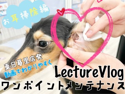 【 レクチャーvlog 】東日暮里店発、動画でワンポイントレクチャー！耳掃除編