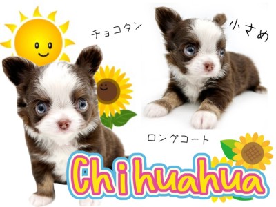 【 ロングコートチワワ 】大人気が止まらない！ちびっ子チョコタンチワワ！