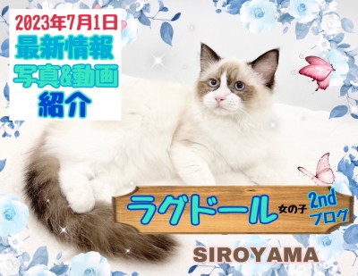 【 ラグドール 】2nd紹介 ワンちゃんとも仲良くできそうな優しい猫