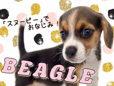 【 ビーグル 】賢くてフレンドリー！みんなに愛される横浜元町店の人気者！