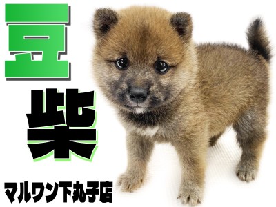 【 豆柴 】ころころフォルムが可愛すぎる！穏やかな性格の豆柴犬が登場！