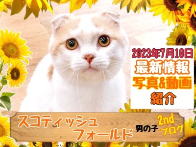 【 スコティッシュフォールド 】2nd紹介 フロア散歩も余裕なスコちゃん
