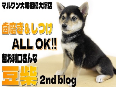 【 豆柴 】歯磨きにしつけもお任せ！優しく従順な性格と小柄さに磨きをかけました！