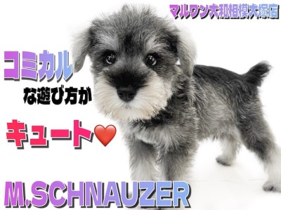 【 ミニチュアシュナウザー 】抜群の賢さと癒し系な性格のギャップ男子現る！
