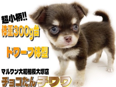 【 チワワ 】生後2ヶ月で体重300g台！手乗りサイズのドワーフ体型が可愛い！