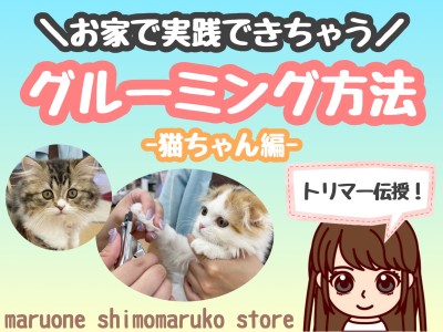 【 お手入れレクチャー 】トリマーが教えるお家で実践できるグルーミング方法！猫編