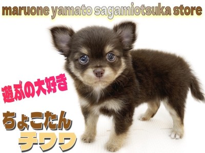 【 チワワ 】大人気のカラー！チョコレート＆タン！遊ぶのが大好きな甘えん坊！