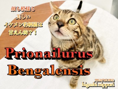 【 ベンガル 】顔も模様も美。イケメンヒョウ柄猫の意外過ぎる甘えん坊具合に注目！