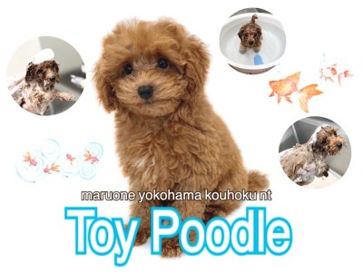 【 トイ・プードル 】トイプー君とシャンプーの仕方をマスターしよう！