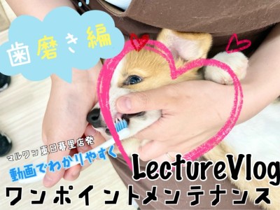 【 レクチャーvlog 】東日暮里店発動画でワンポイントレクチャー！犬の歯磨き編