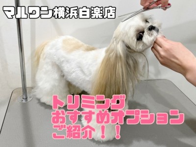 【 白楽店トリミング 】利用者大絶賛！大人気のおすすめオプションご紹介