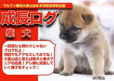 【 しばこの成長アルバム 】大倉山店の看板犬種！柴犬しばこちゃんの成長記！