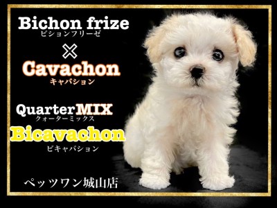 【 MIX 】キャバションを親にもつクォーターミックス犬ビキャバションちゃん