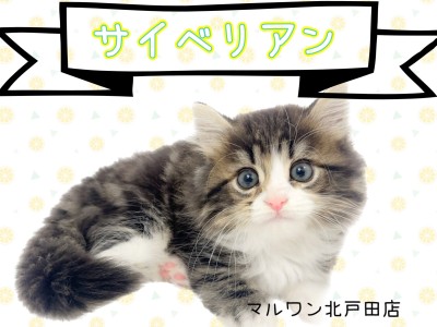 【 サイベリアン 】シベリア猫！？ 寒さに強い愛らしいコンパニオンキャット