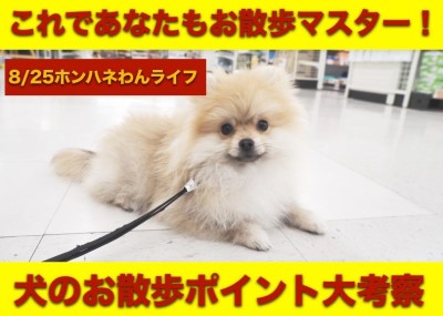 【 8/25本羽わんライフ 】犬種別にお散歩ポイントを解説！