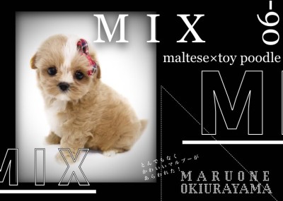 【 マルプー 】抜群のアプリコットカラー！マズル短めのMIX犬が新横浜に出現！