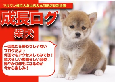 【 あかちばこの成長アルバム 】柴犬を愛して止まない店長が悶絶！ちばこちゃんの成長記！