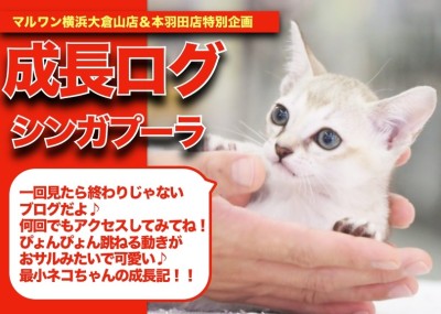 【 シンシンの成長アルバム 】おサルみたいな動きが可愛い最小猫の成長記！