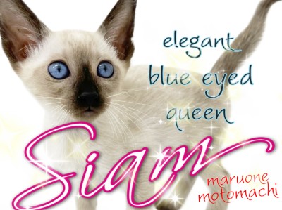 【 シャム 】サイアミーズとも呼ばれる青い瞳の猫の女王！