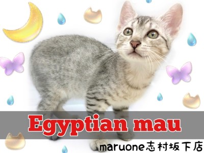 【 エジプシャンマウ 】古代エジプトから愛されていた超希少猫種がやってきた！
