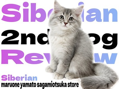 【 サイベリアン 】ちょこっと成長した姿をお届け！穏やかな性格がわかる2nd記事