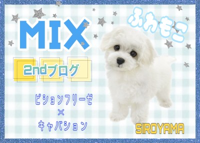【 MIX 】2ndブログ フワモコ君のすっきりシャワーTime