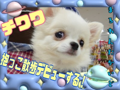 【 チワワ 】 抱っこ散歩デビューしました！