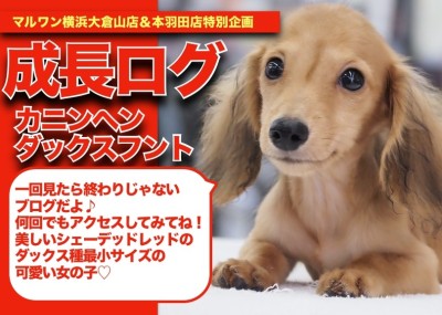 【 カニ子の成長アルバム 】色の変化必見！シェーデッドレッドカニンヘンちゃんの成長記！