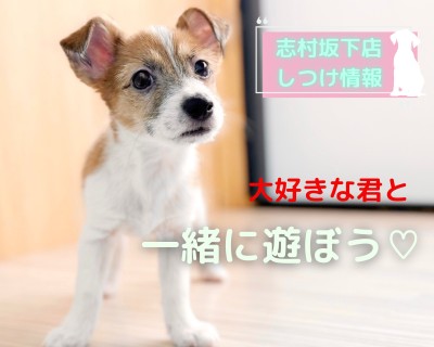 【 パピーのしつけ 】愛犬との新生活をもっと楽しく、遊び方の基本講座！