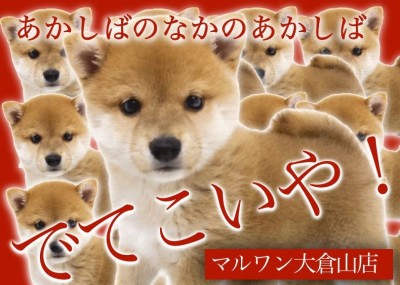 【 柴犬 】鮮やかな赤毛のムチムチしっかりボディ！まん丸クマ顔柴犬！