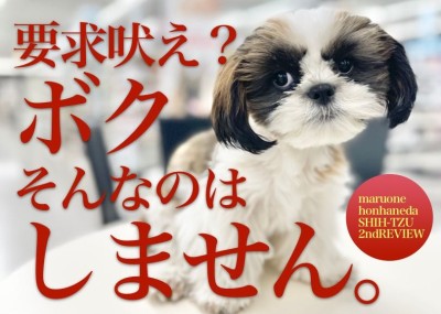 【 シーズー 】最高のおとなシーズー！生後5ヶ月を迎えたシーズーちゃんに密着！