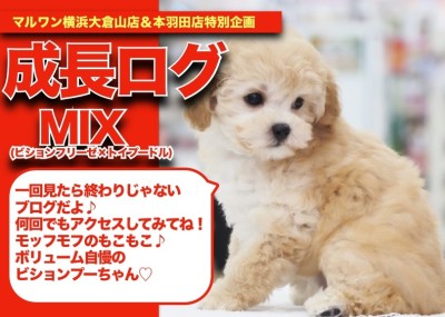 【 ビションプーちゃんの成長アルバム 】ボリューム自慢のもこもこMIXちゃんの成長記！