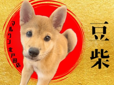 【 豆柴 】ルックス・性格ともに神がかった和犬！じっくりとご覧あれ