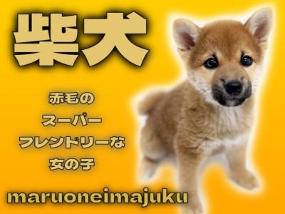 【 柴犬 】目ヂカラ最強の美人顔！スーパーフレンドリーで感情表現豊かな女の子！