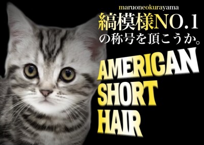 【 アメリカンショートヘア 】甘えん坊な性格の素晴らしい縞模様アメショちゃん！！