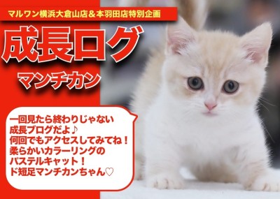 【マンチちゃんの成長ブログ 】柔らかカラーのパステル系キャット！短足マンチカンちゃんの成長記！