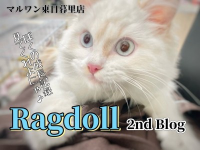 【 ラグドール 】2nd Blog まるでカプチーノなクリームポイントカラー